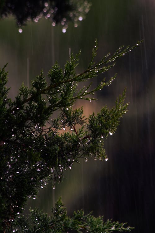 Green Leaves in Rain