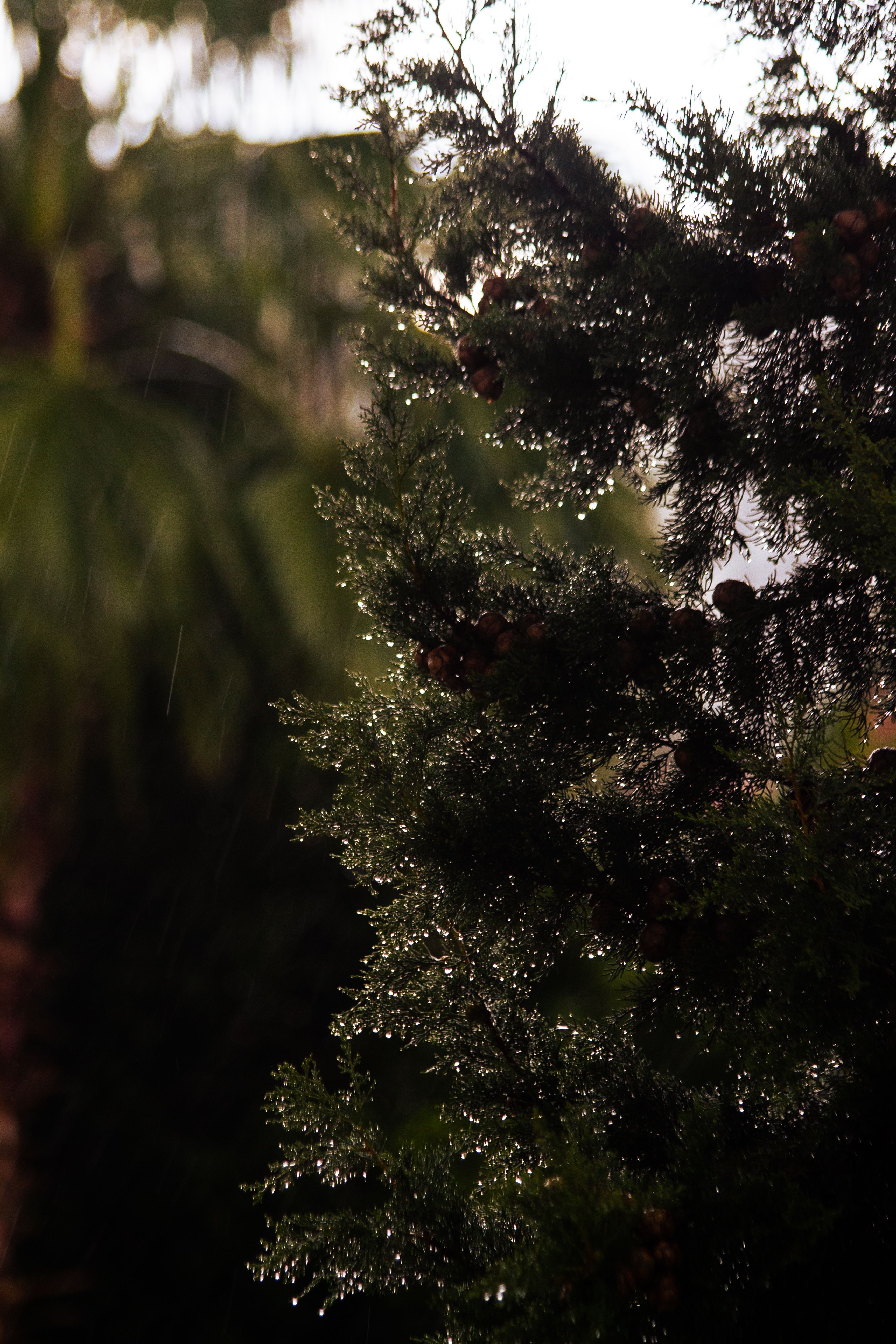 Detailed close-up of an evergreen tree with raindrops glistening in the natural light.