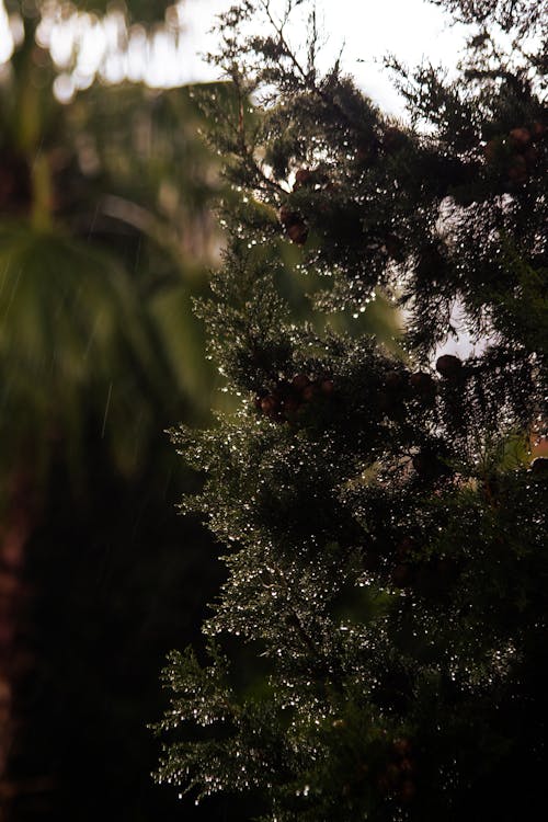 Evergreen Leaves in Rain