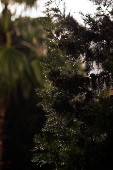 Detailed close-up of an evergreen tree with raindrops glistening in the natural light.
