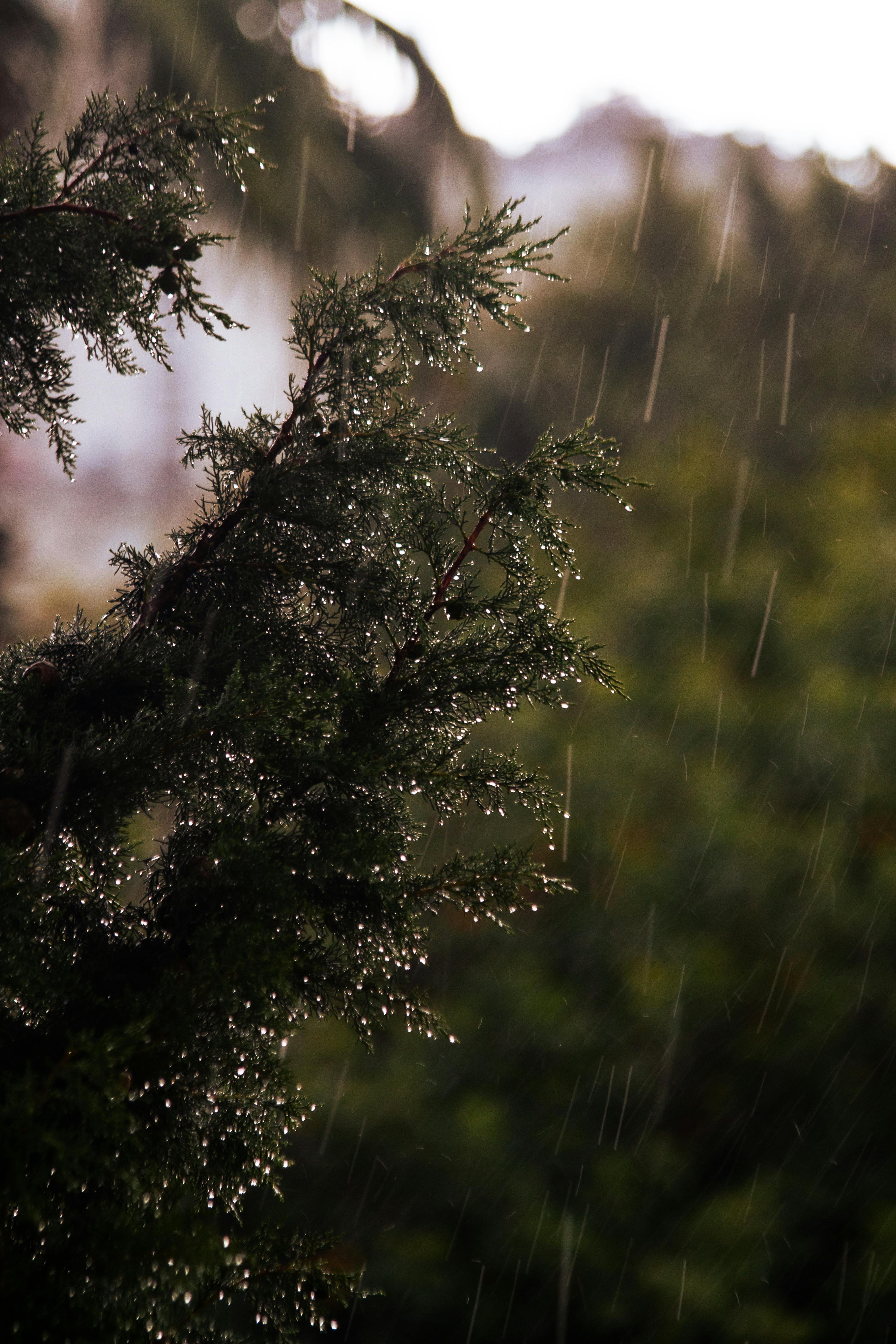 Close-up of an evergreen branch during rainfall, showcasing nature's beauty with raindrops glistening.