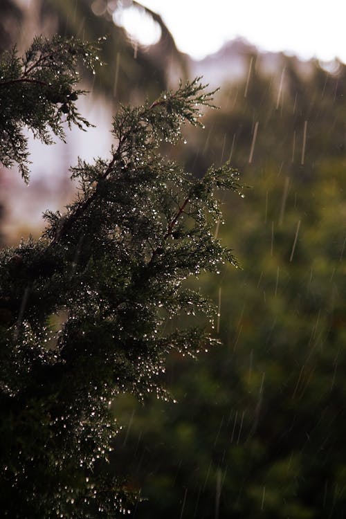 Imagine de stoc gratuită din a închide, arbori veșnic verzi, fotografiere verticală