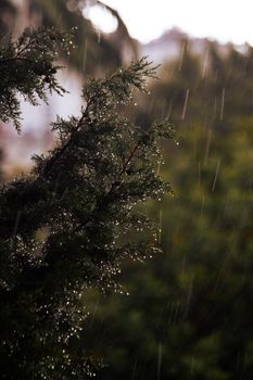 Close-up of an evergreen branch during rainfall, showcasing nature's beauty with raindrops glistening.