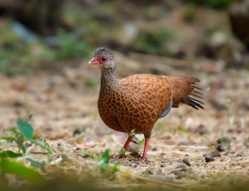 Fotos de stock gratuitas de animal, chica, de cerca