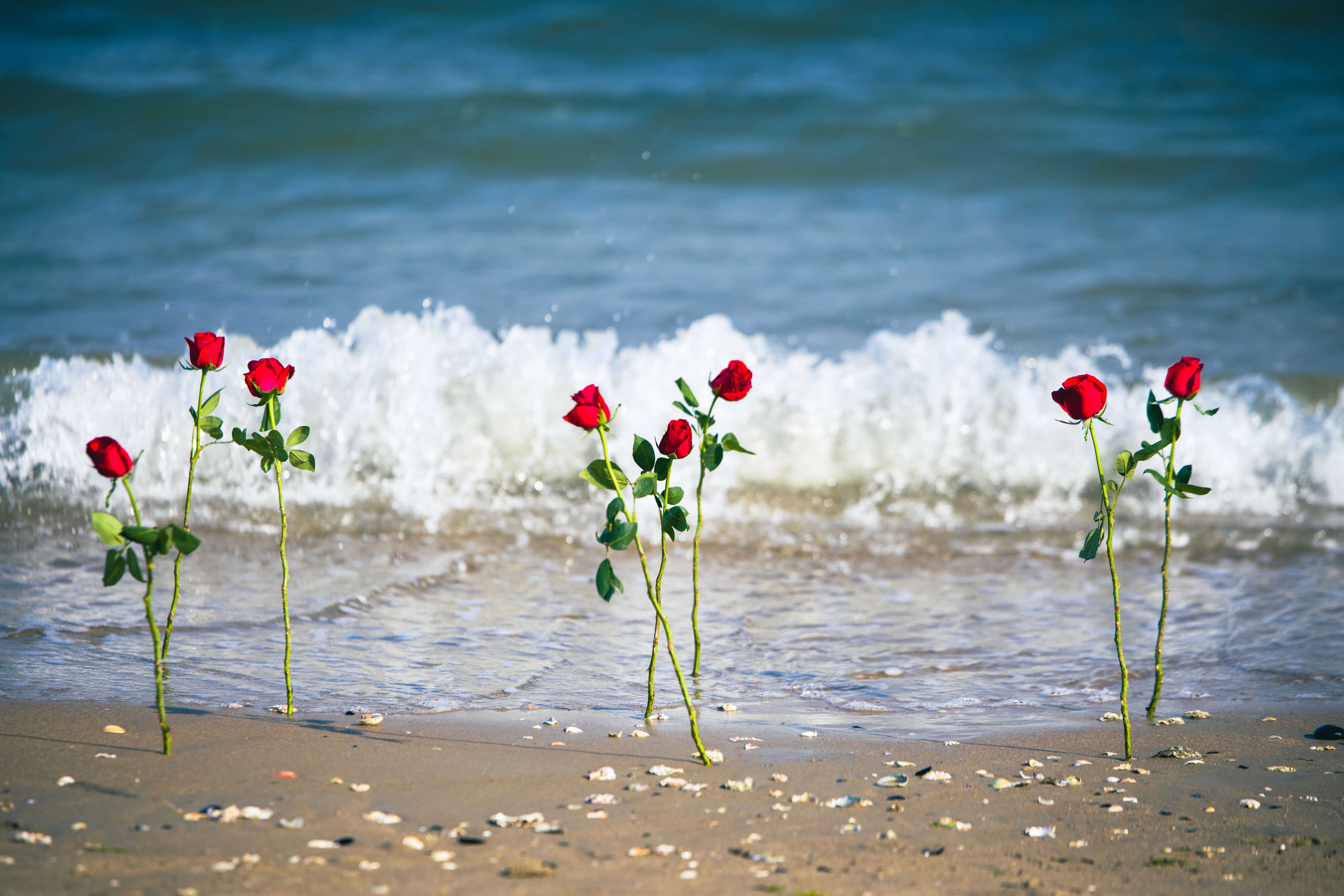 Red roses standing on sandy beach with ocean waves, symbolizing love and tranquility.
