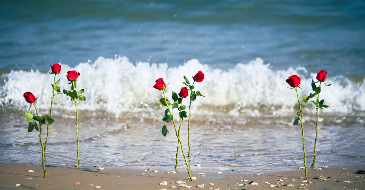 Beaches Red Roses Roses Put in Beach · Free Stock Photo