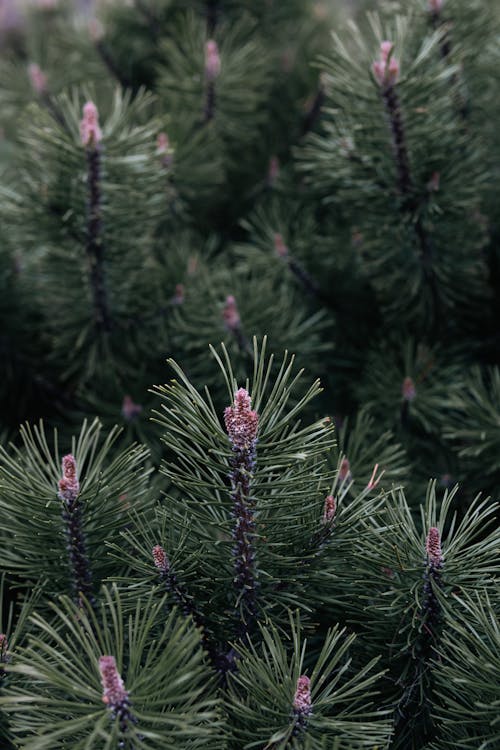 Spiky Pine Branches