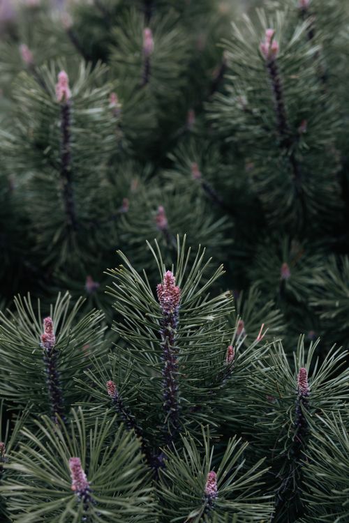 Free Detailed image of pine tree needles, showcasing nature's symmetry and texture. Stock Photo