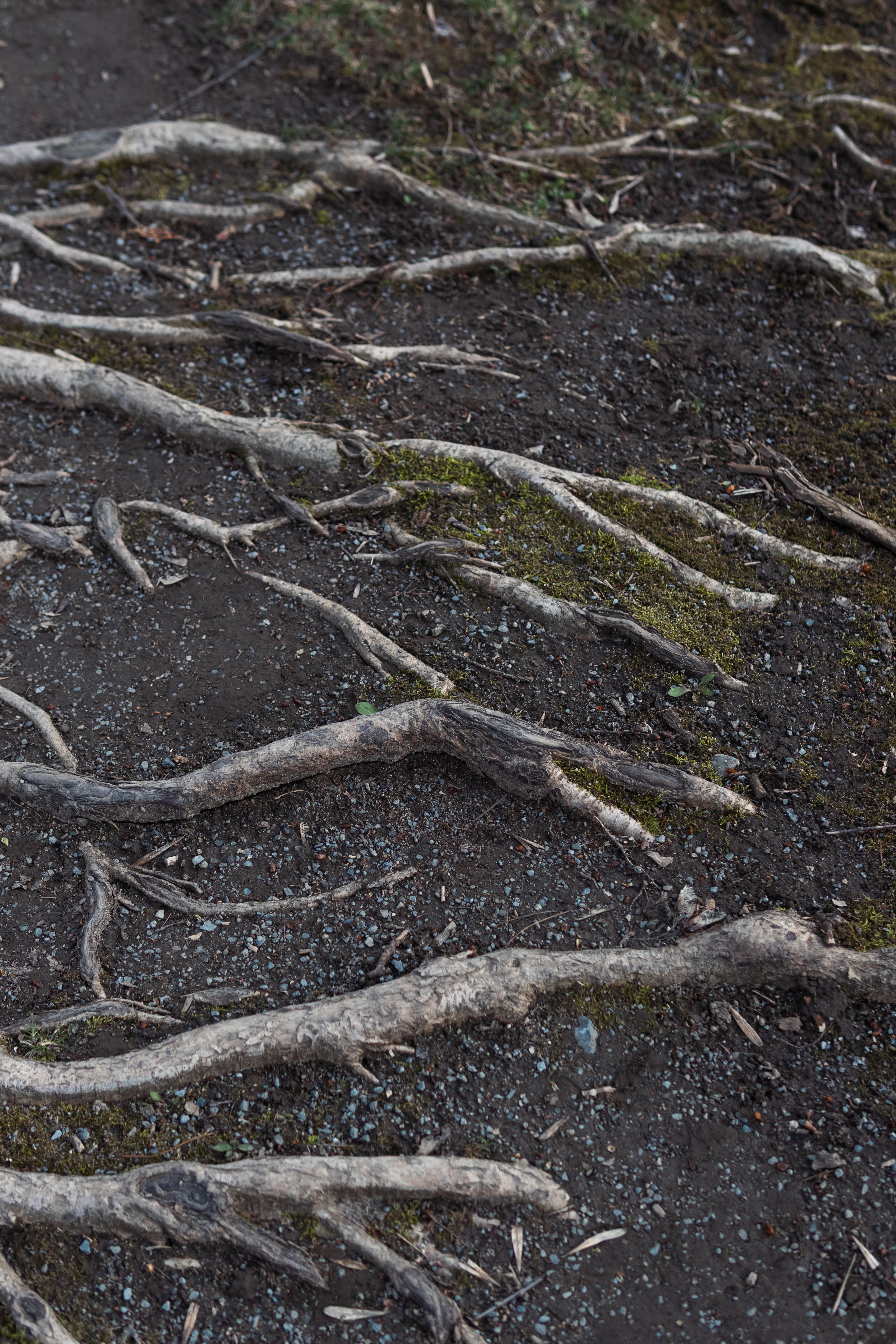 Close up of Roots on Ground · Free Stock Photo