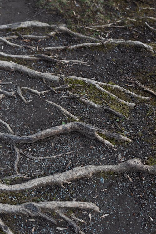 Foto profissional grátis de chão, fechar-se, natureza