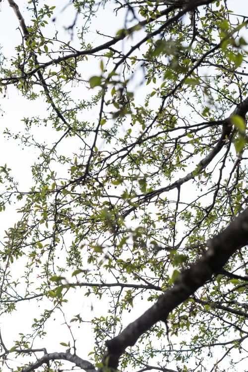 Free Close-up of tree branches with green leaves against a bright sky, showcasing nature's beauty. Stock Photo