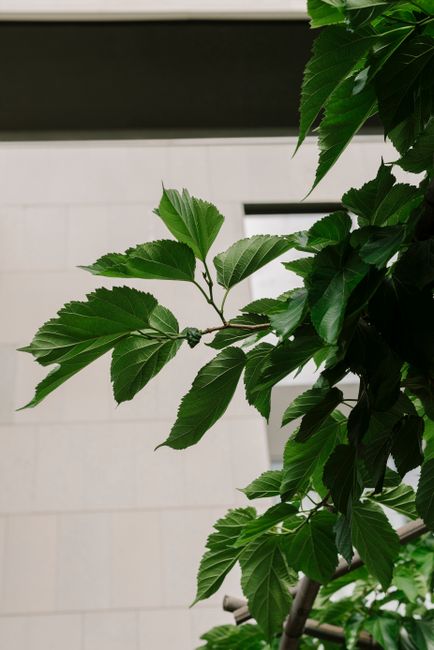 Vibrant green leaves in contrast with sleek modern architecture, evoking serenity.