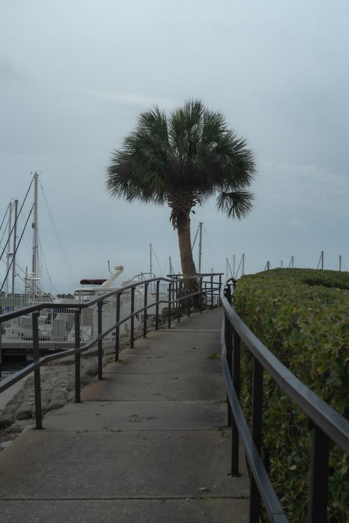 Free Peaceful harbor walkway featuring a palm tree and moored boats under a cloudy sky. Stock Photo