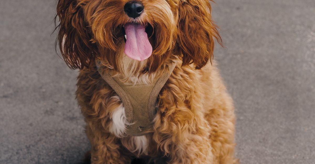 What Is a Cavapoo What is a Cavapoo: a happy curly-coated Cavapoo dog sitting outdoors with its tongue out