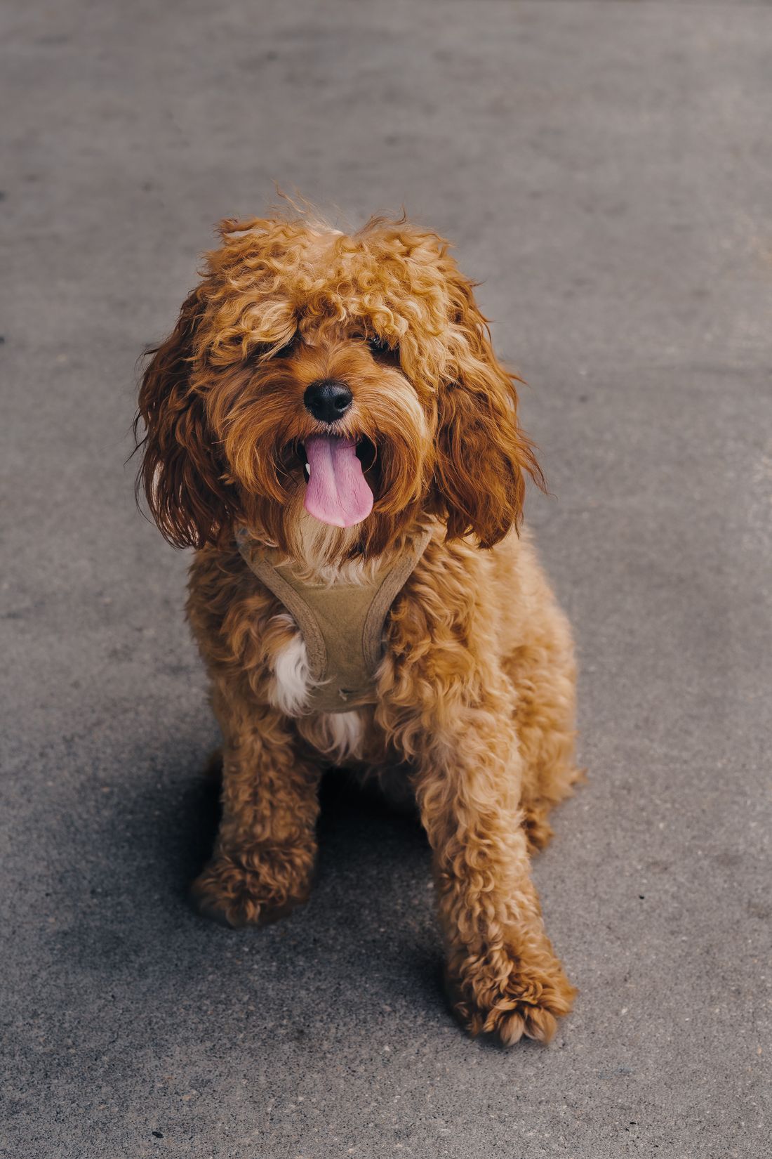 Cavapoo kiskutya göndör szőrzettel