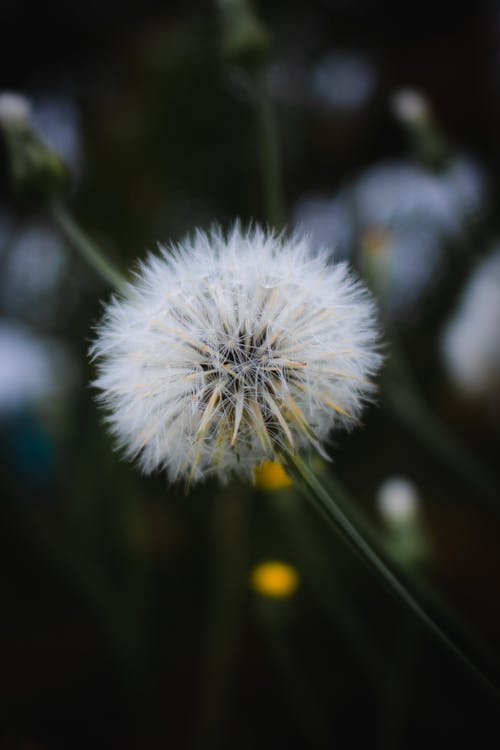 Close-up of Dandelion in Nature