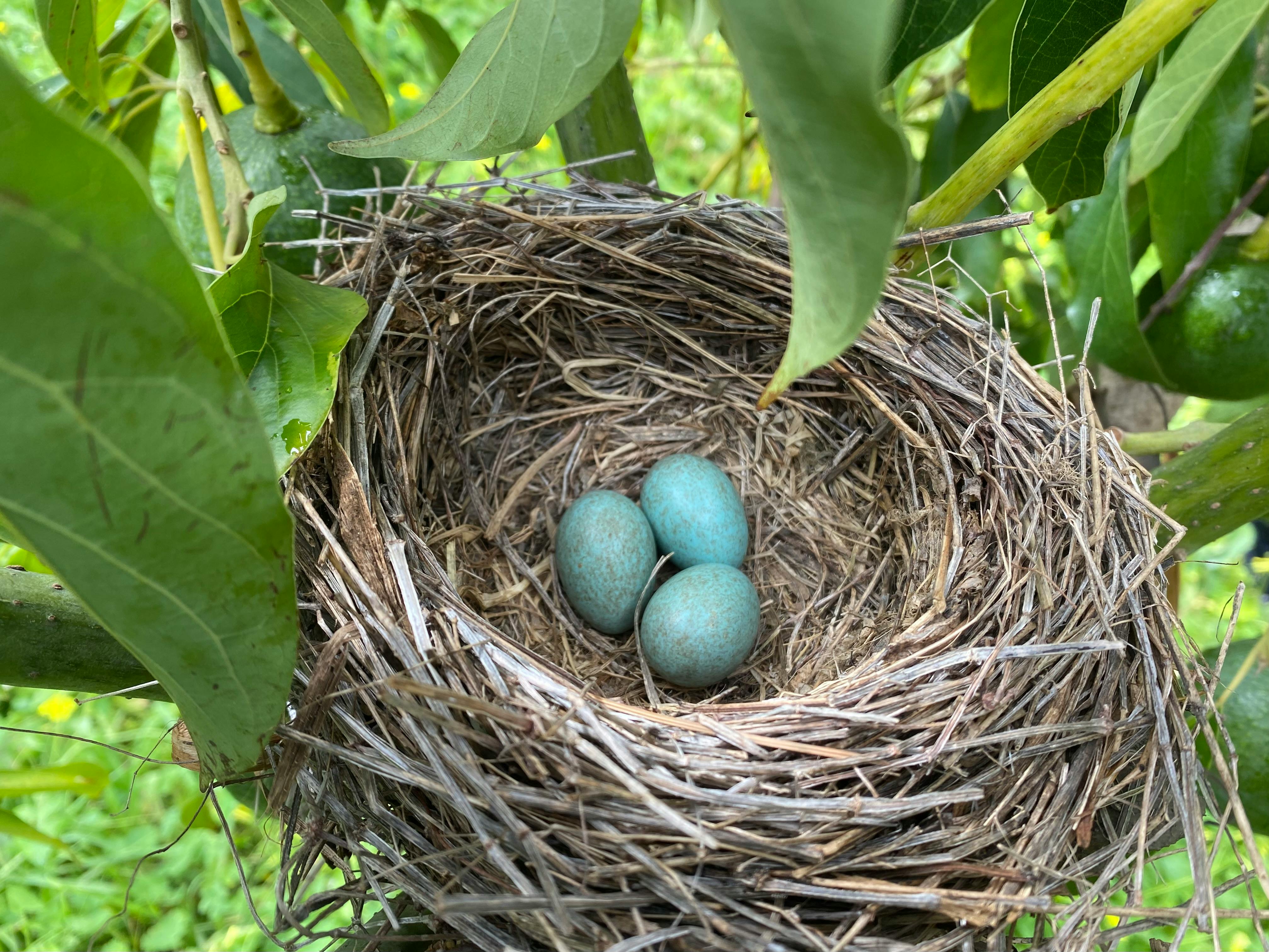 Nest New Photos Download The BEST Free Nest New Stock Photos HD Images