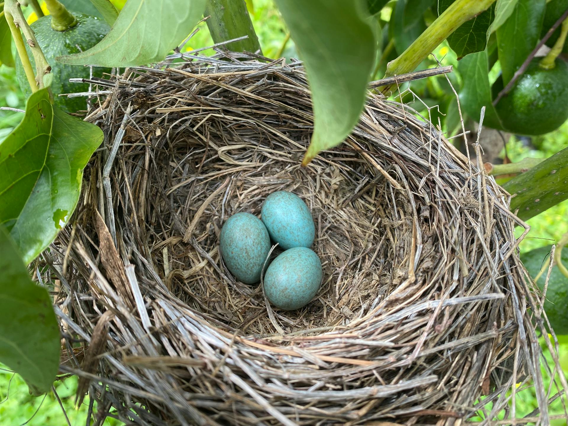 Eggs in Nest