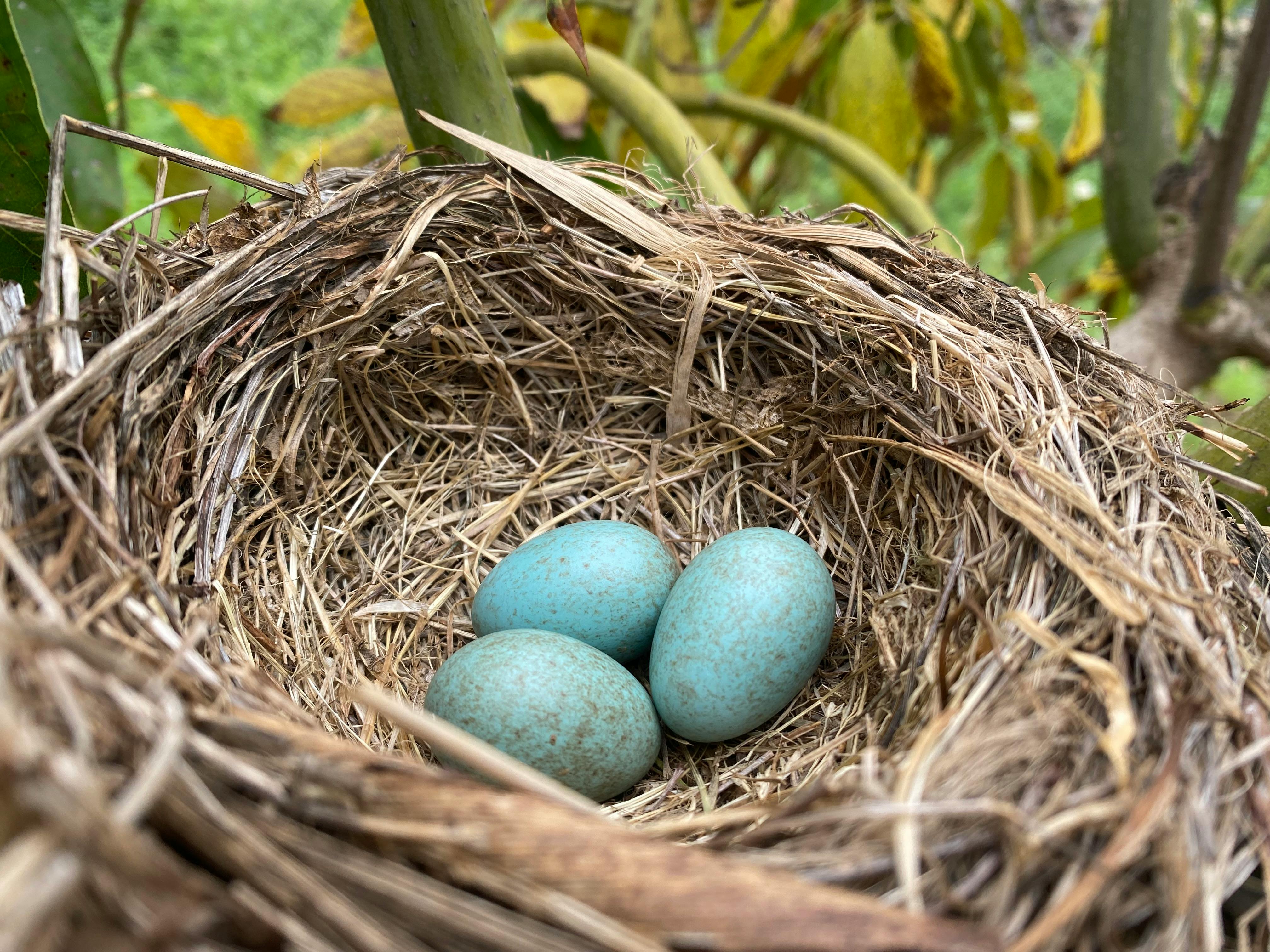 Bluejay eggs in nest stock photo. Image of green, pear - 144590510