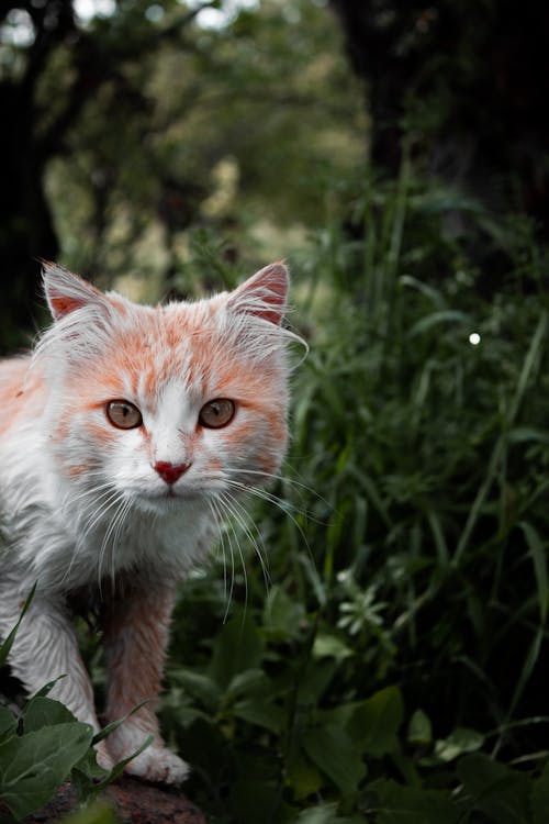 Foto d'estoc gratuïta de animal, cap, fons de pantalla per al mòbil