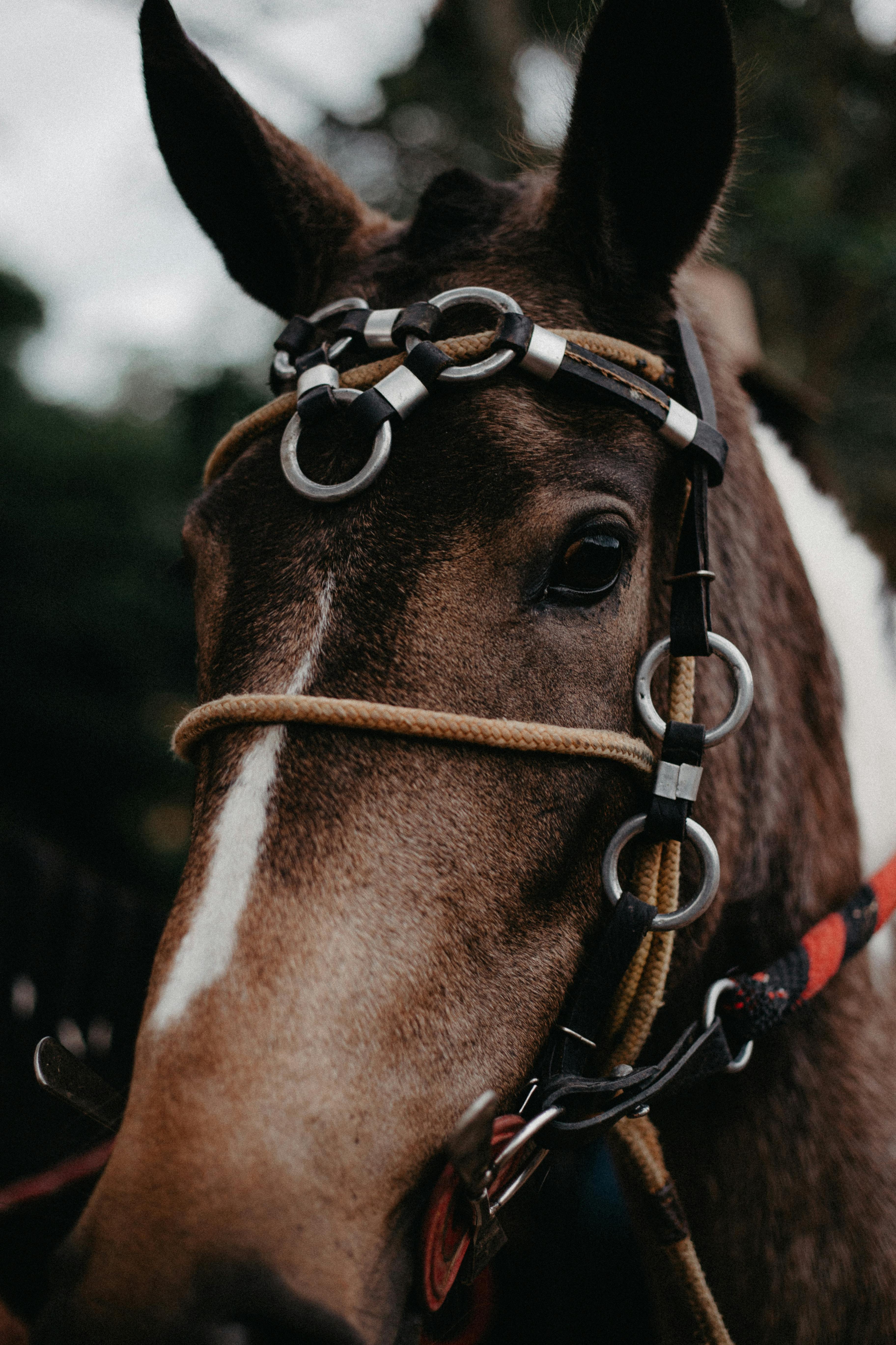 Intimate close-up of a horse with a bridle, showcasing nature's elegance in Brazil.