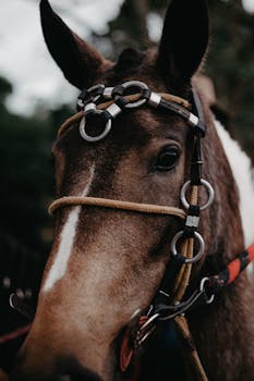 Intimate close-up of a horse with a bridle, showcasing nature's elegance in Brazil.