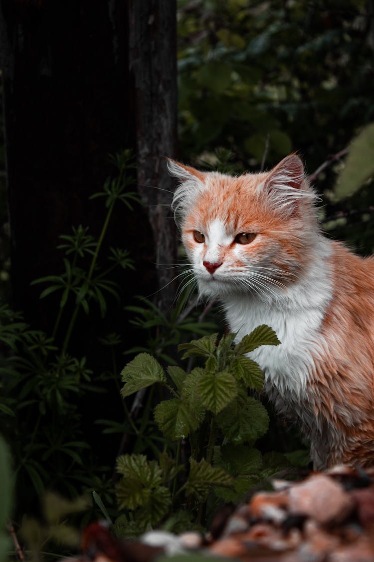 Red Cat Sitting In Green Forest