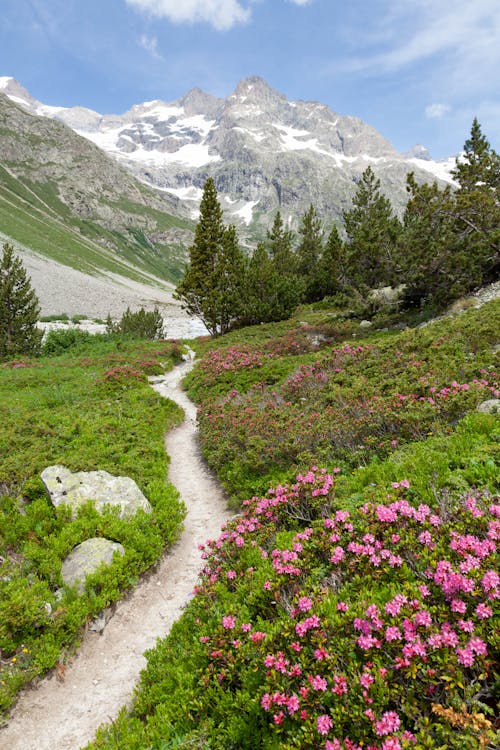 Gratis stockfoto met Alpen, alpenroos, bergen