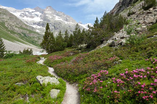 Kostnadsfri bild av alpenrose, alperna, alpin