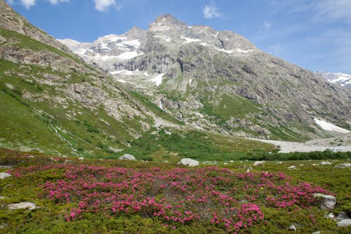 Gratis arkivbilde med alpene, alpenrose, alpin