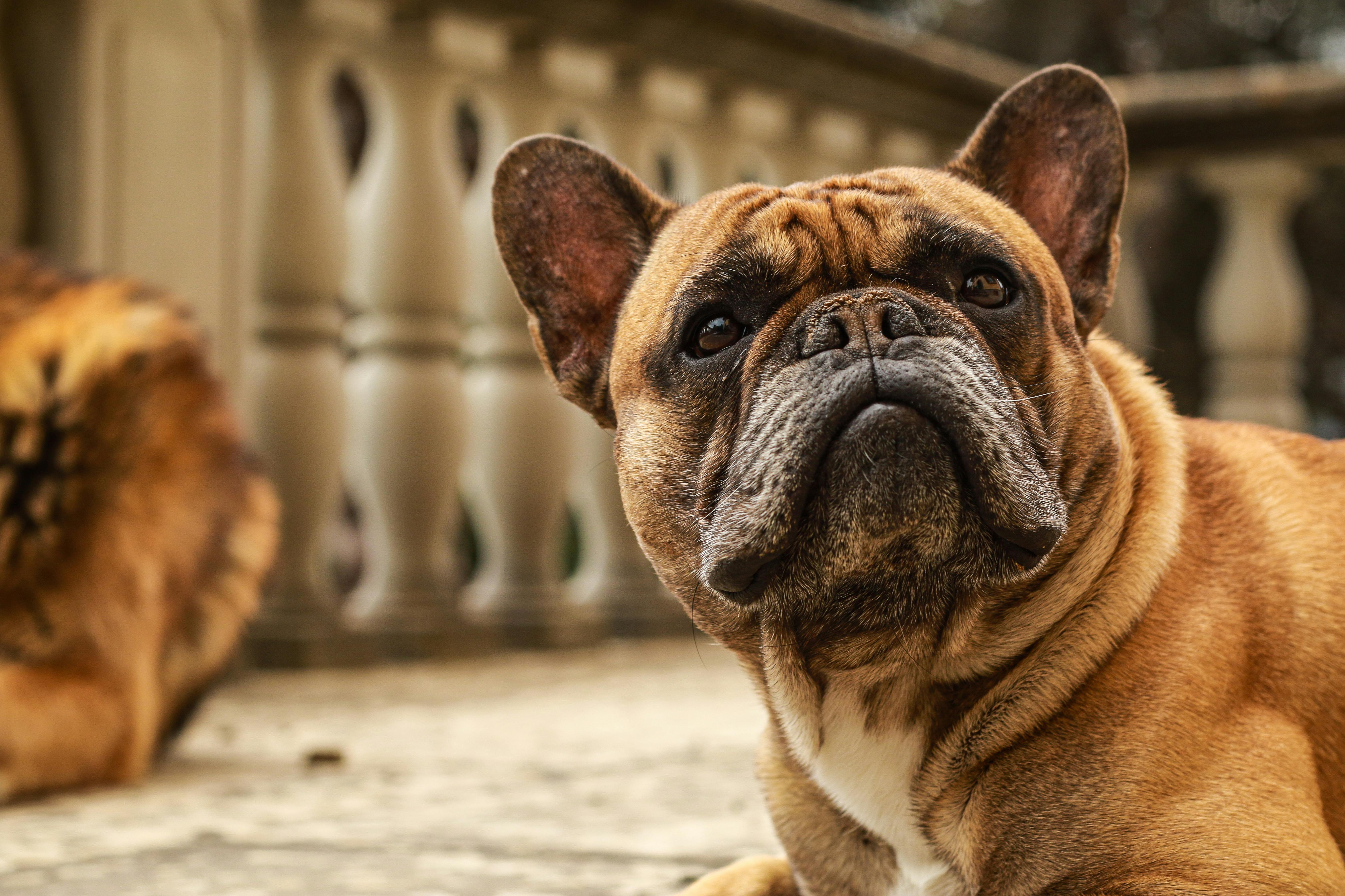 French Bulldog Lying on Balcony