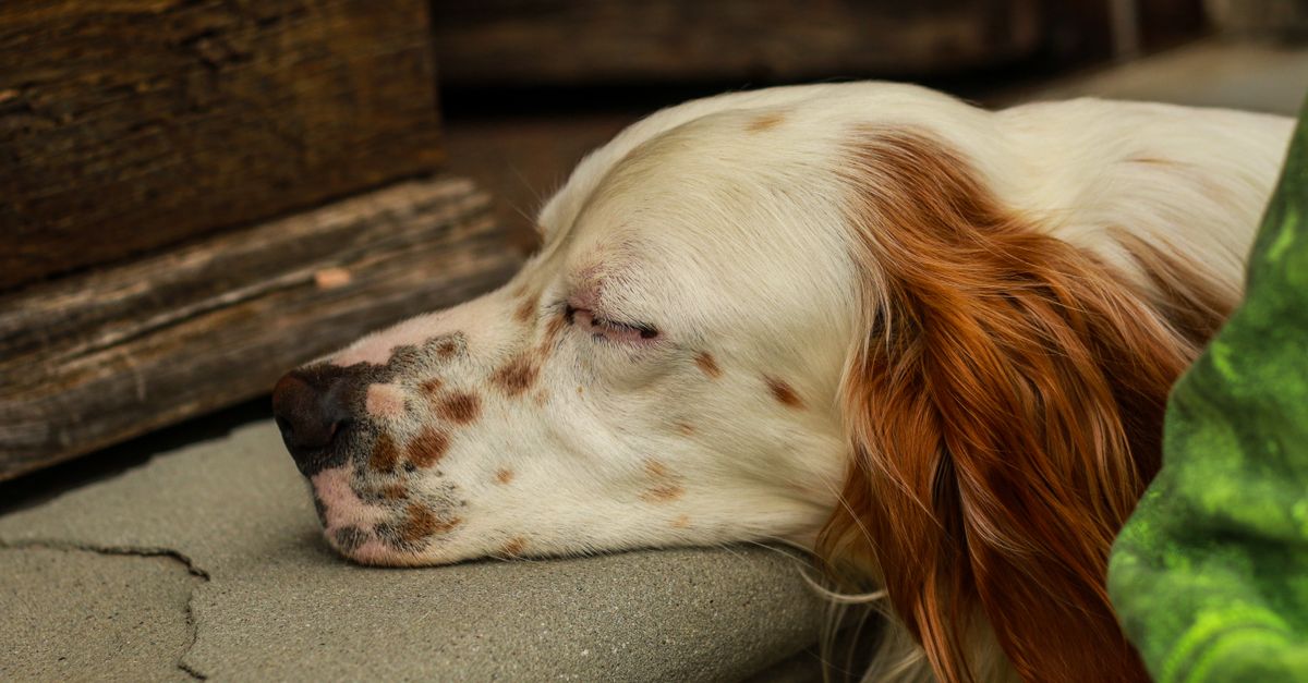 Best Food for Diabetic Senior Dogs: 2026 Buyer's Guide