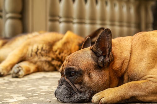French Bulldogs Resting on the Ground