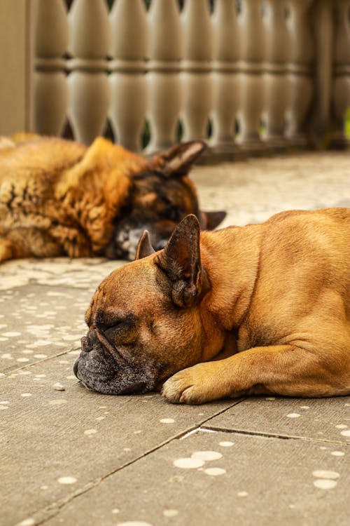 Dogs Lying Down on Pavement