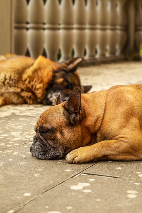 Free Dogs Lying Down on Pavement Stock Photo