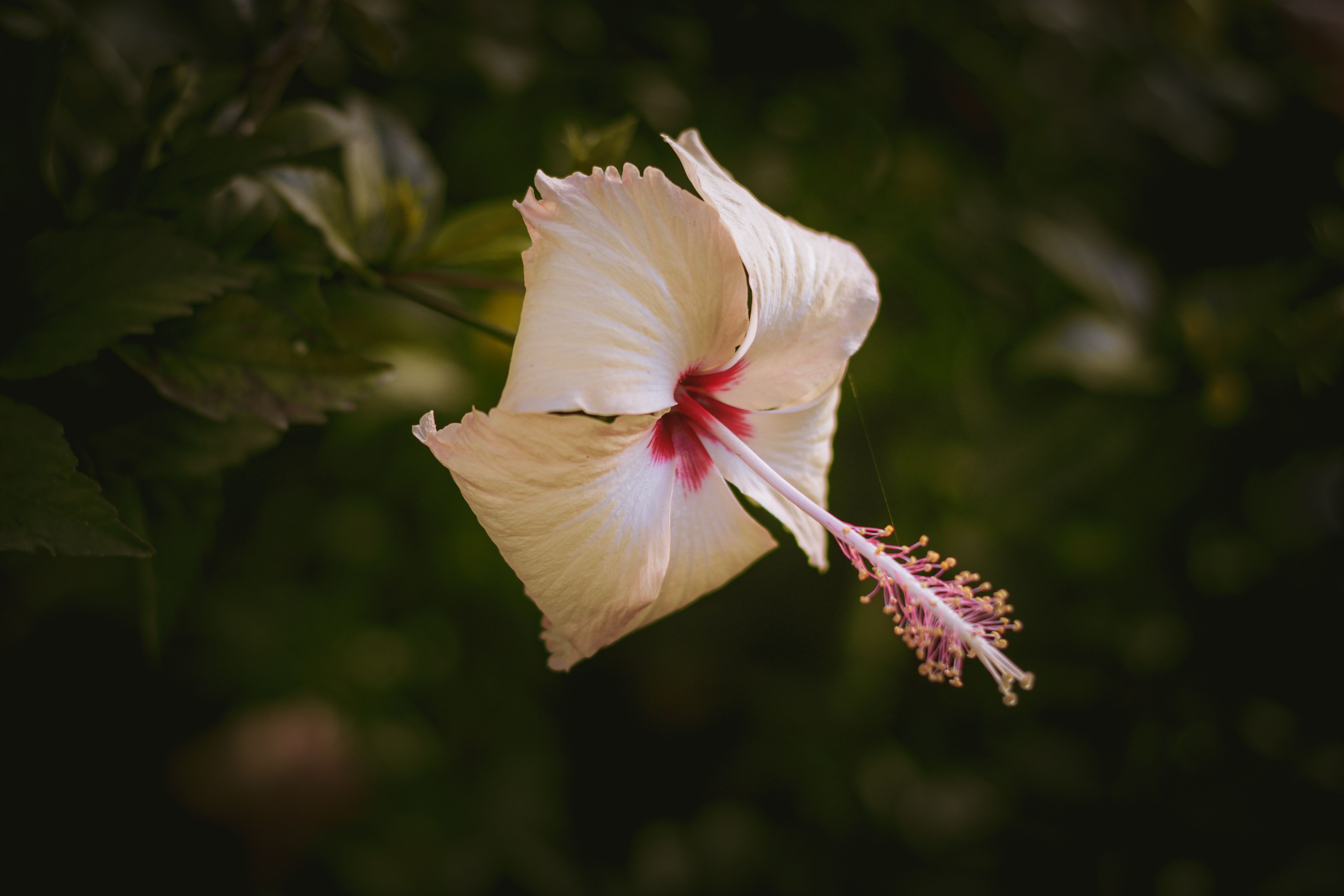 Close up of White Flower · Free Stock Photo