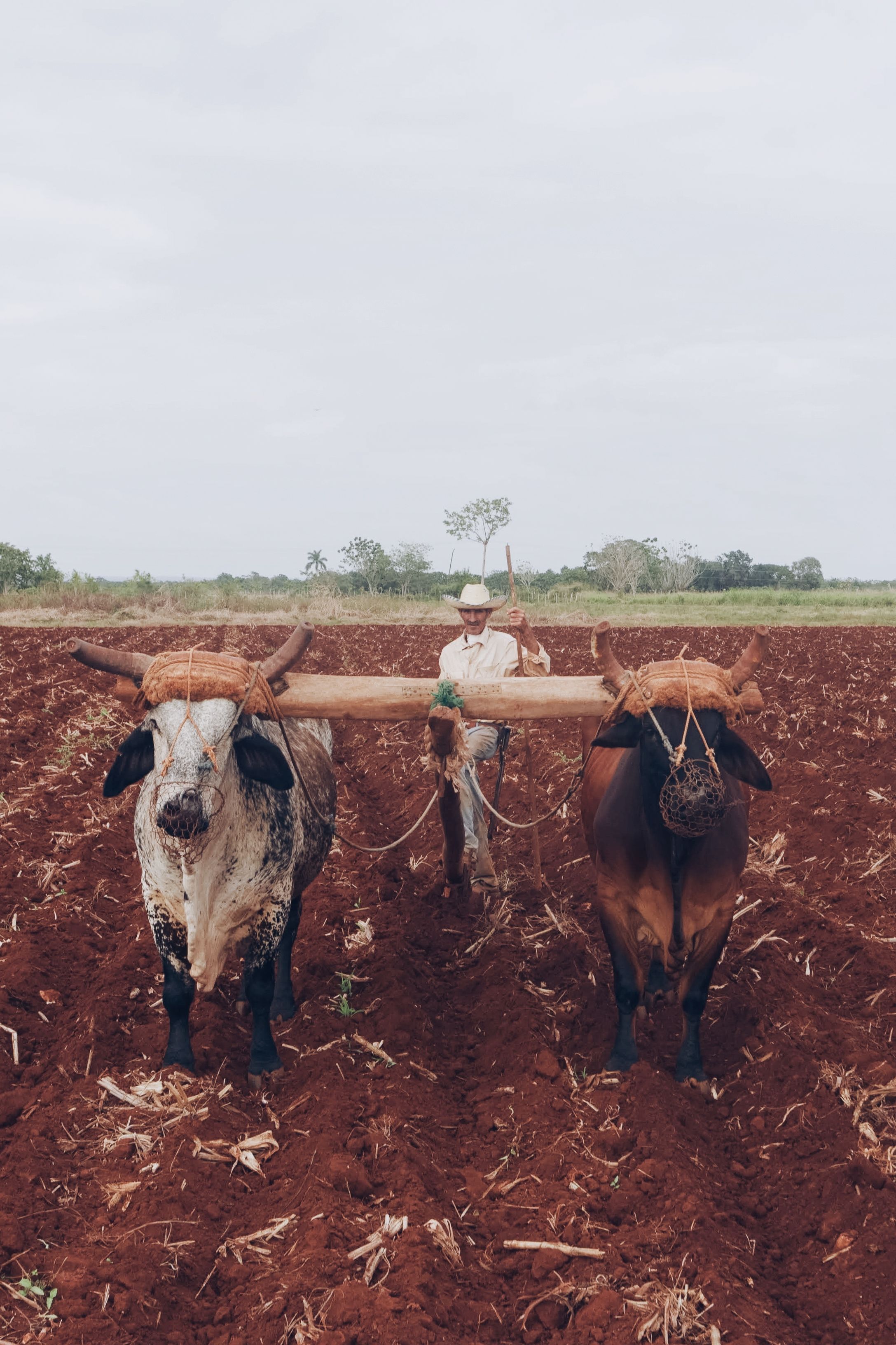 Two Cows Plowing a Field · Free Stock Photo