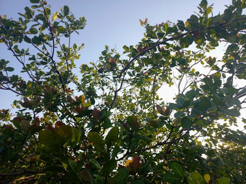 Kostenloses Stock Foto zu baum, blumen, himmel