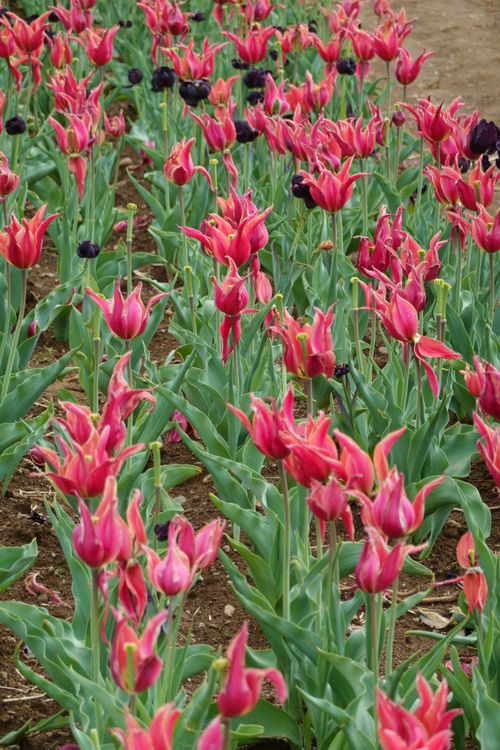 Free A lush field of vibrant red tulips blooming under a clear spring sky. Stock Photo