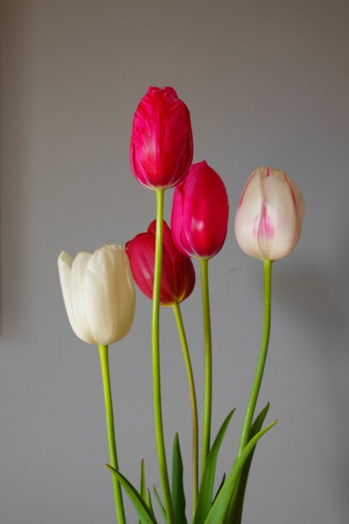 Red and White Blooming Tulips