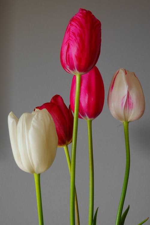 White and Red Tulips