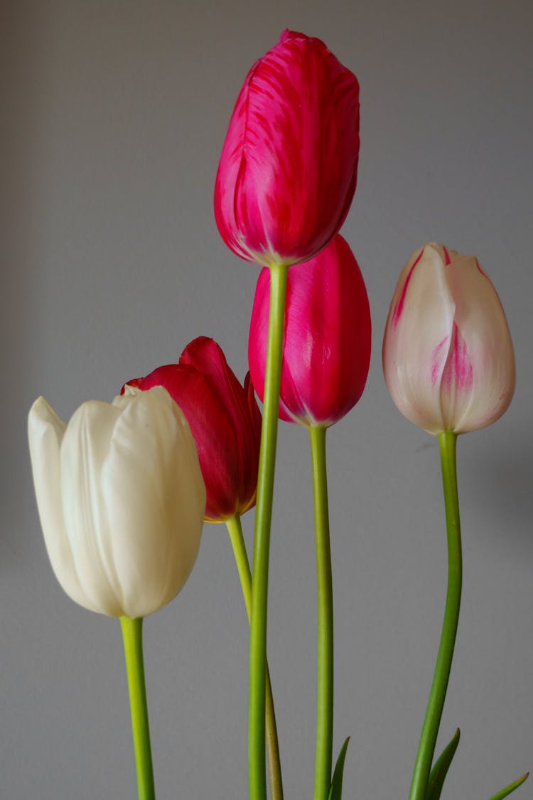 White And Red Tulips