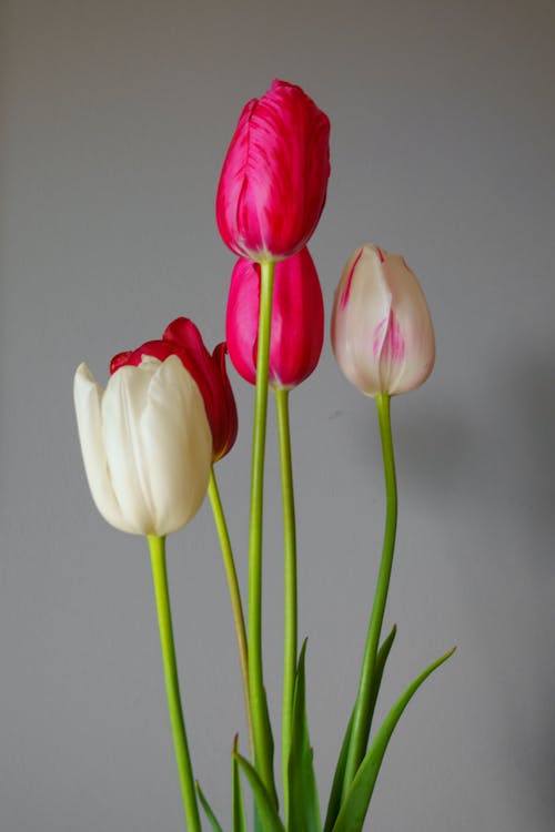 Close up of Tulips