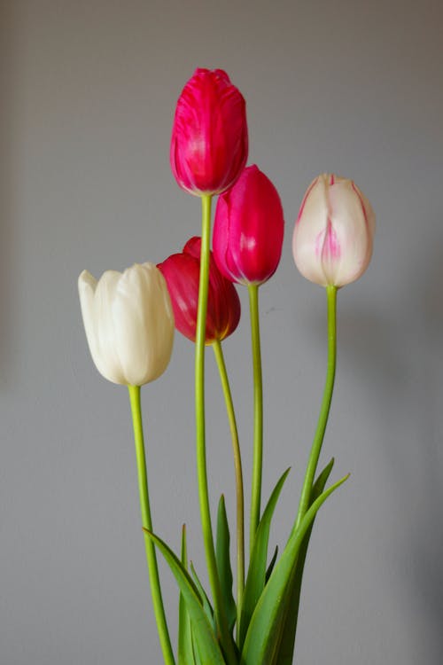 Tulips on Gray Background