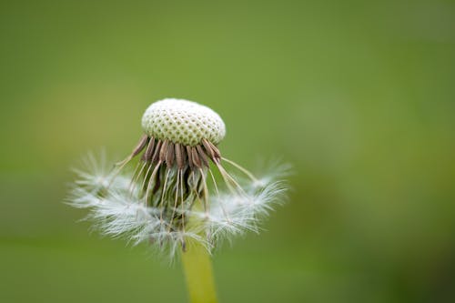 Fotos de stock gratuitas de cabeza de flor, crecimiento, de cerca