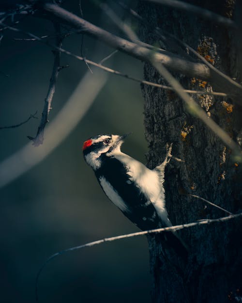 Hairy Woodpecker Perching on a Tree Trunk