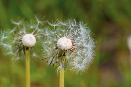Free A close-up view of dandelion seed heads, highlighting delicate seeds ready to disperse. Stock Photo