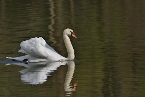 Swan Swimming in a Lake