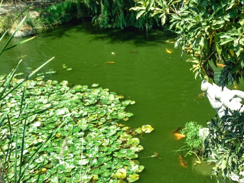 Δωρεάν στοκ φωτογραφιών με agua, agua verde, estanque