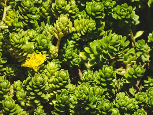 Δωρεάν στοκ φωτογραφιών με hojas, naturaleza, suculenta